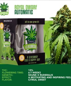 Alternative view of IGrowCan – Royal Dwarf Automatic (Royal Queen Seeds)