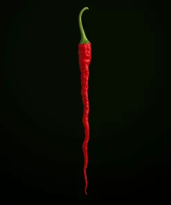 Thunder Mountain Longhorn (10 seeds)